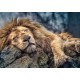 TREFL Puzzle Układanka 1000 Elementów Premium Quality ŚPIĄCY LEW 10447